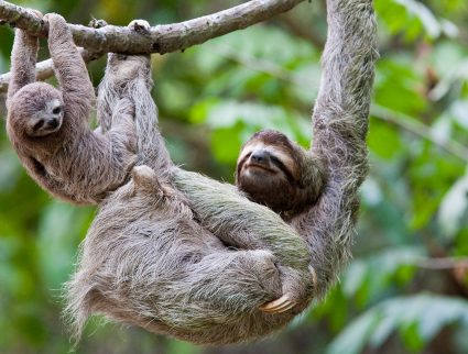 A young sloth and its mother hang off a tree branch in Costa Rica