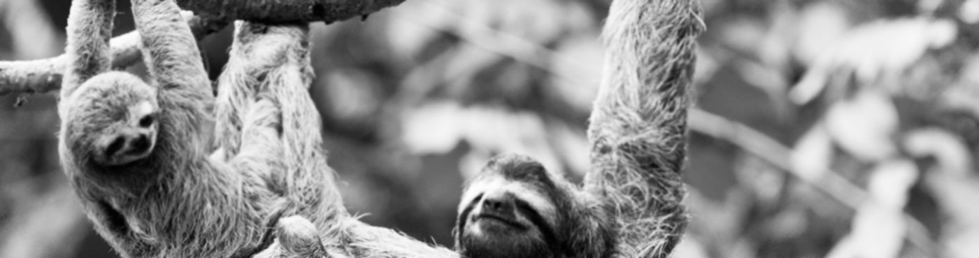 Mother and baby sloths hang on branch in the jungle of Corcovado National Park, Costa Rica