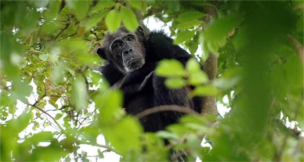 Chimpanzee in tree in Tanzania, Africa.