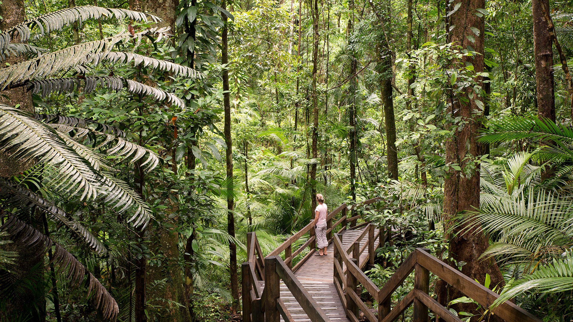 Daintree National Park Rainforest, Queensland, Australia