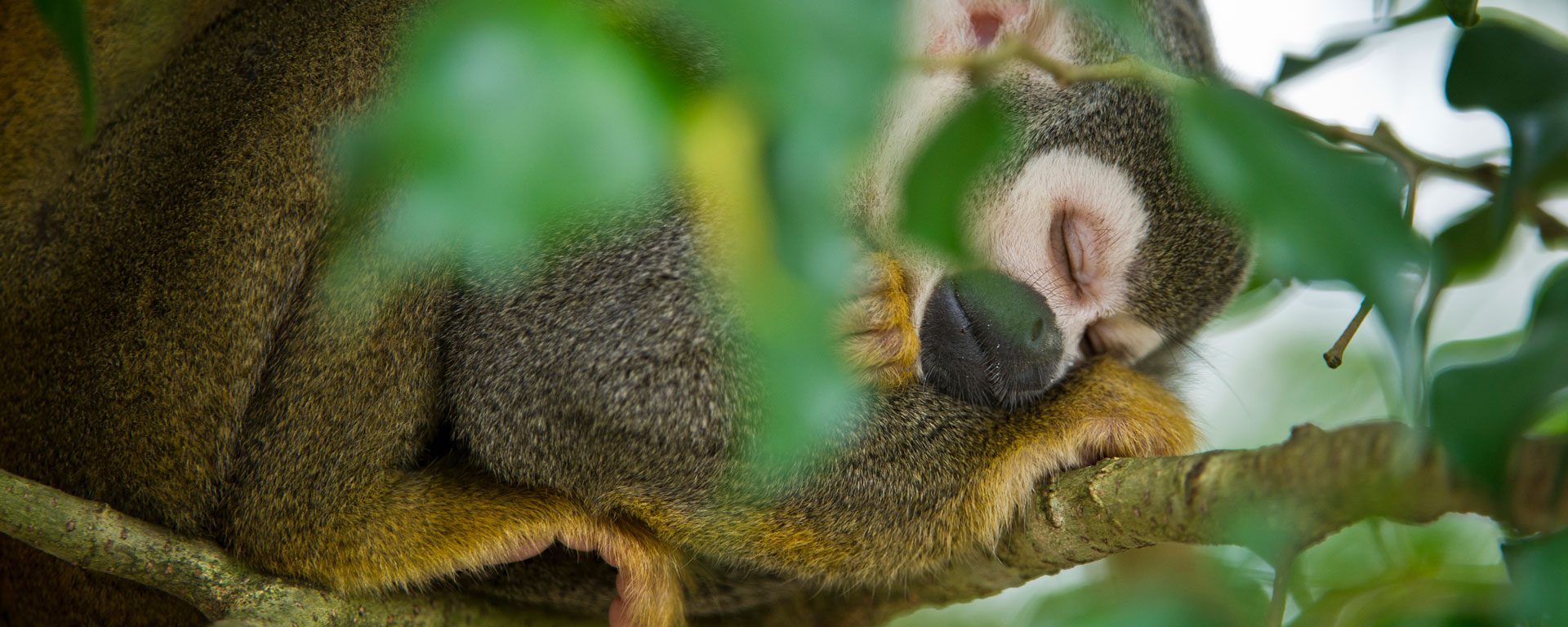 Common squirrel monkey sleeping in tree, Yasuni National Park, Ecuador