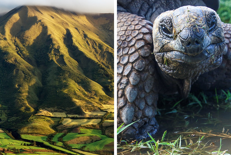 Fields on slopes of Cotacachi Volcano and a giant tortoise in the Galapagos, Ecuador