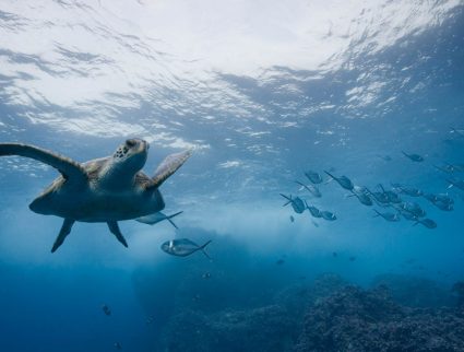 Underwater view of Pacific sea turtle off Darwin Island, Galapagos