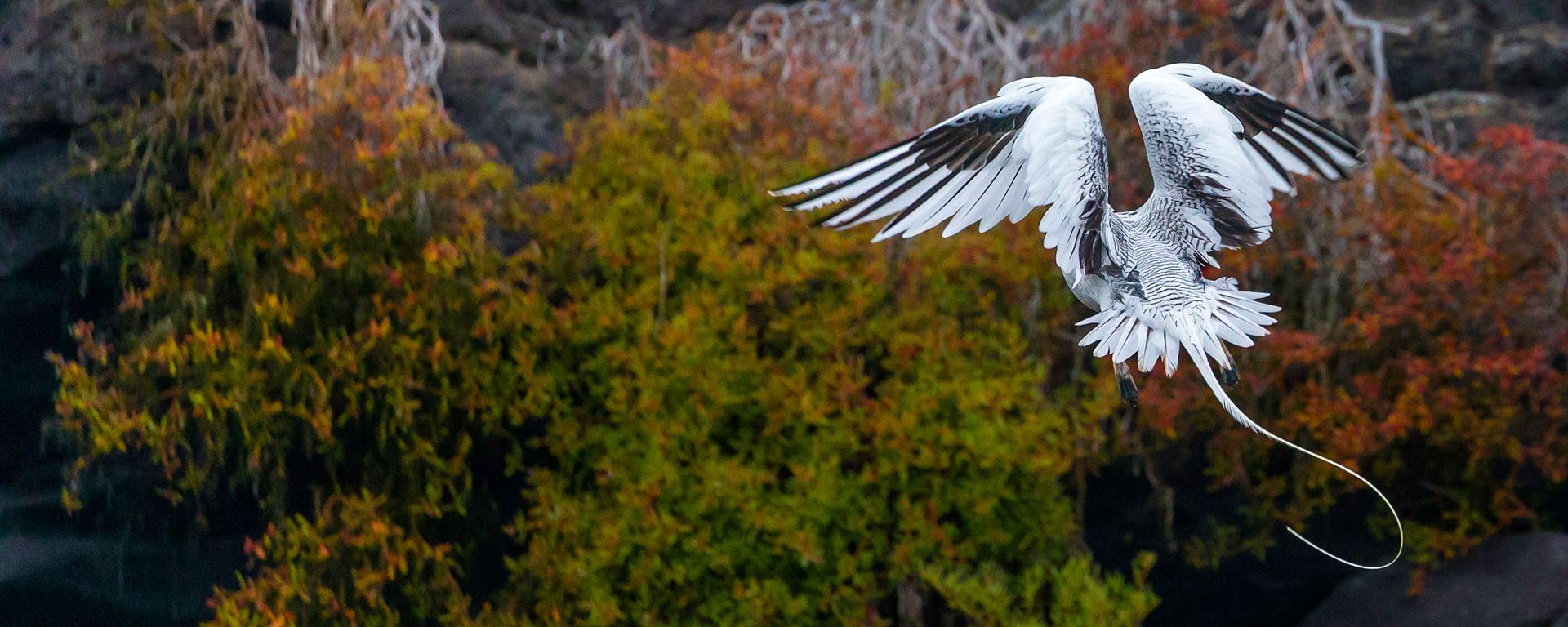 Red-billed tropicbird hovers among the rocky cliffs of the Galapagos Islands, Ecuador