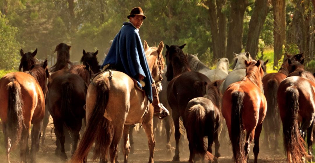 Man leading horses down a dirt road near Hacienda Zuleta in the highlands of Ecuador