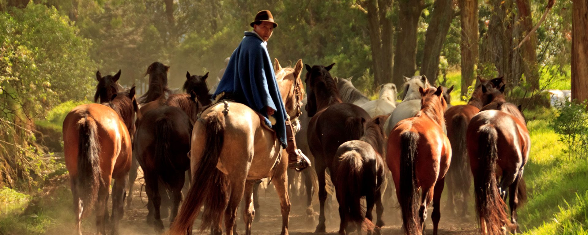 Man leading horses down a dirt road near Hacienda Zuleta in the highlands of Ecuador