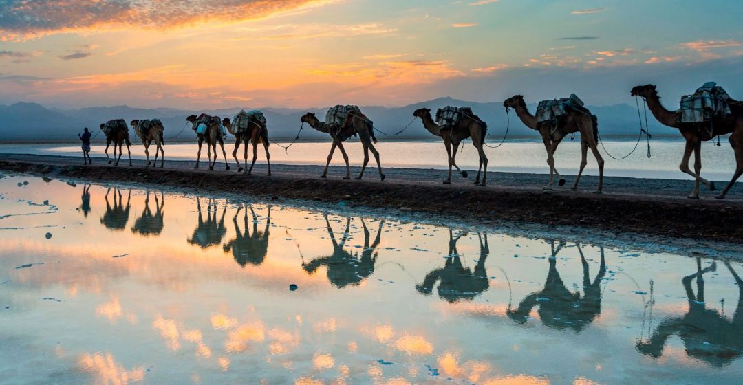 Camels walking through a salt lake in the Danakil Depression, Ethiopia