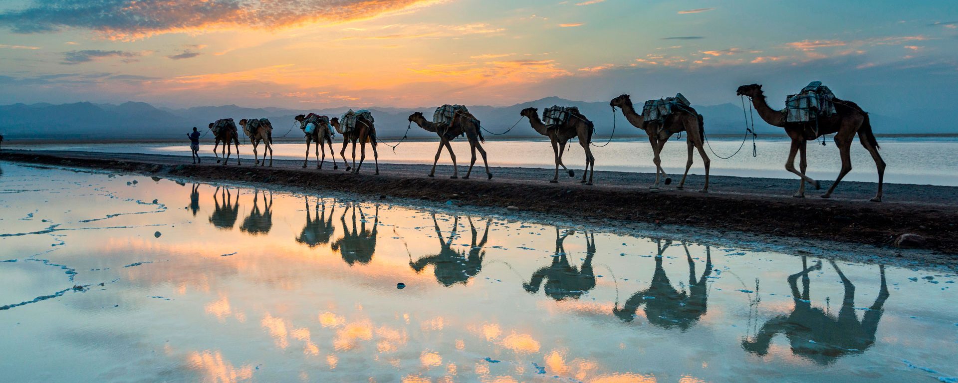 Camels walking through a salt lake in the Danakil Depression, Ethiopia