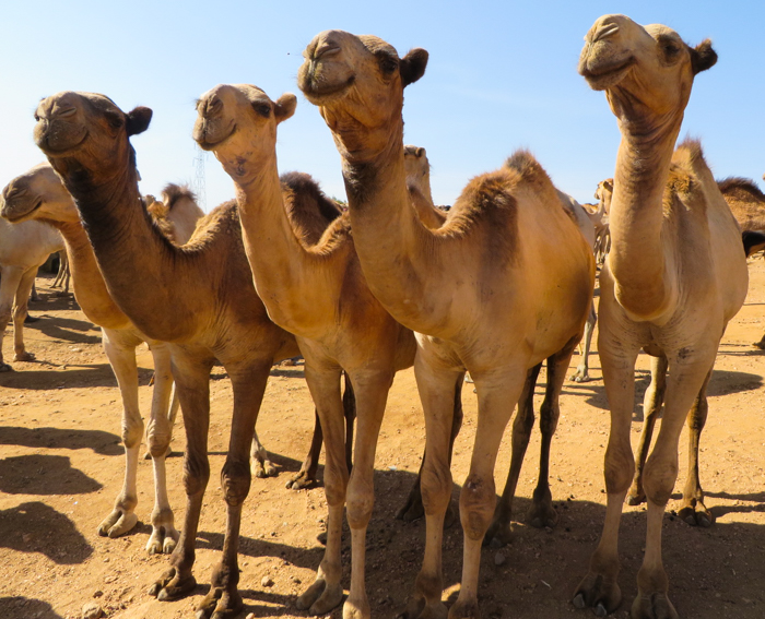 Meeting camels in Hara, Ethiopia with GeoEx.