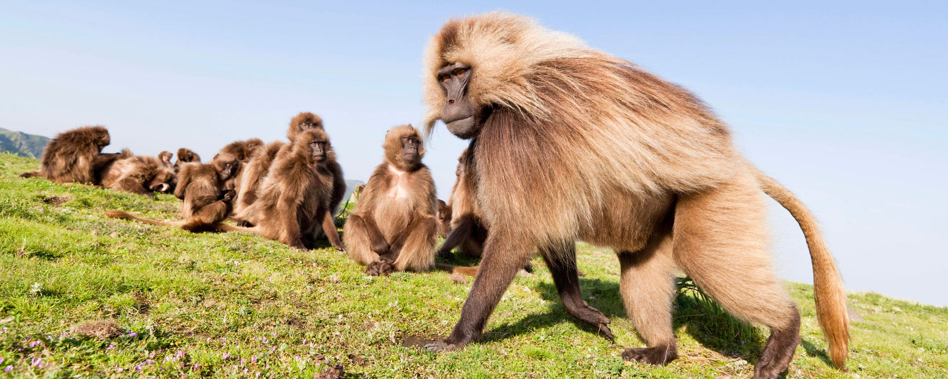 Gelada baboons in the Simien Mountains, Ethiopia