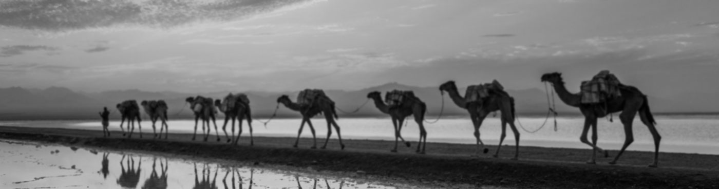 Camels loaded with pan of salt walking through a salt lake at sunset, Danakil depression, Ethiopia, Africa