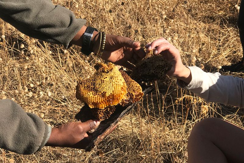 Finding honey with Hadzabe in Tanzania