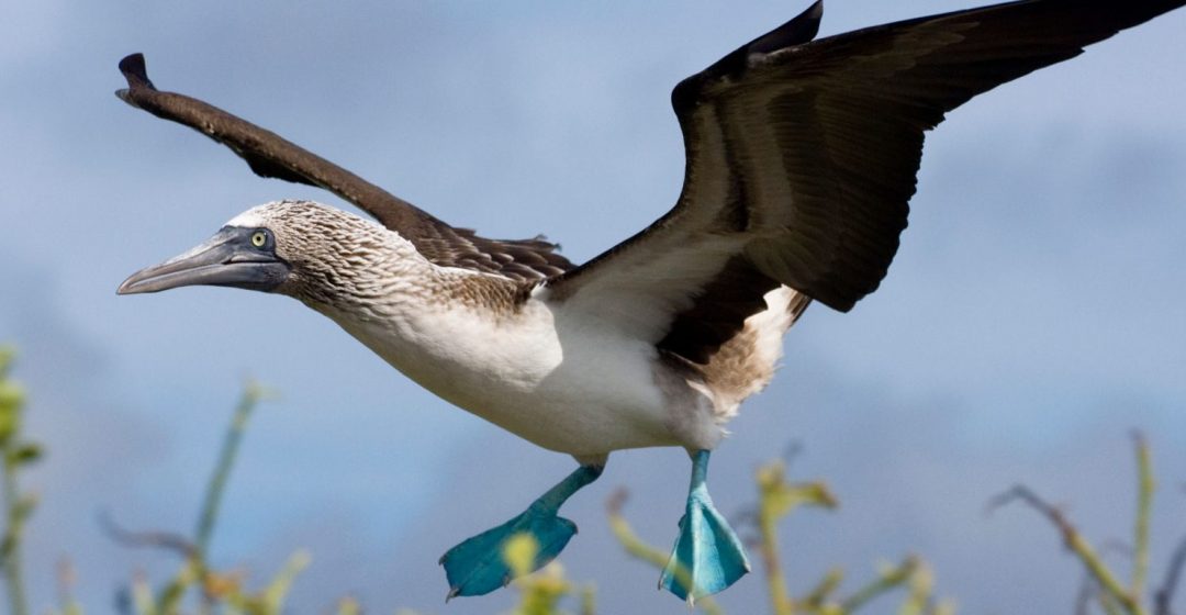 A blue-footed booby flies on the island of Espanola, Galapagos, Ecuador