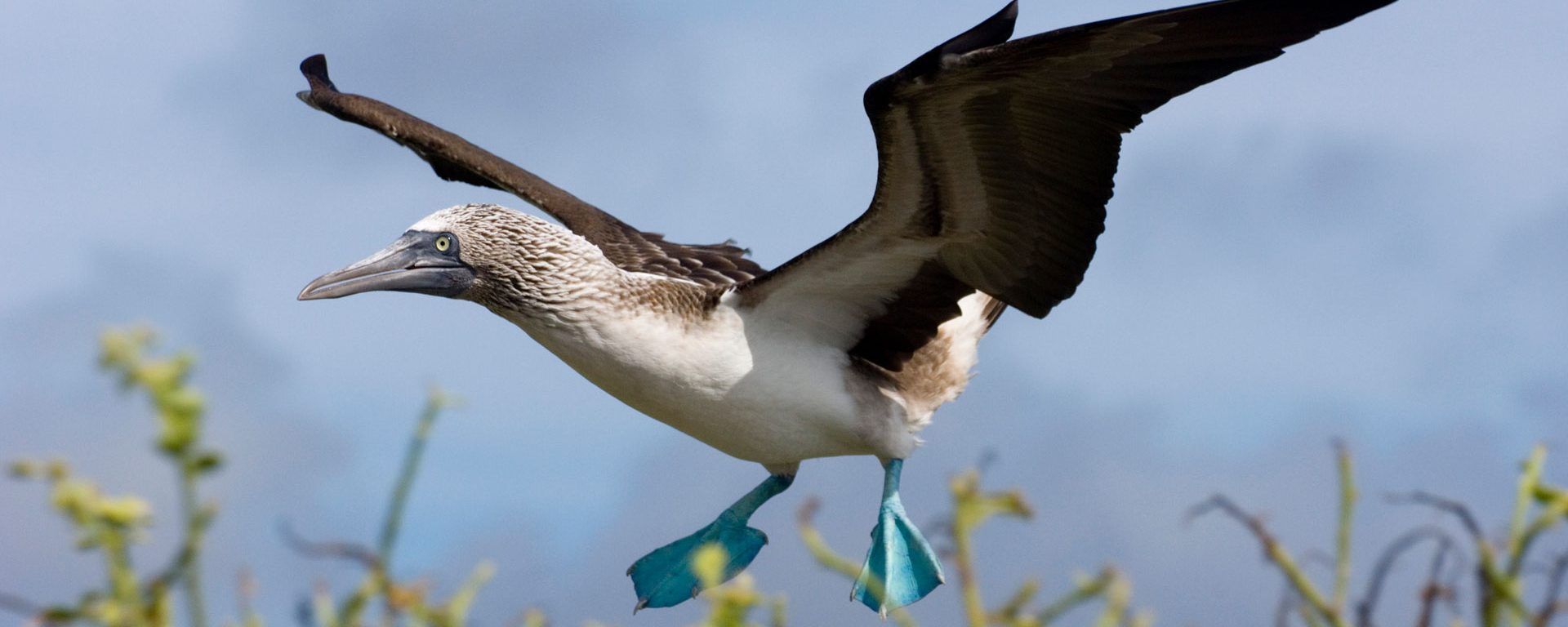 A blue-footed booby flies on the island of Espanola, Galapagos, Ecuador