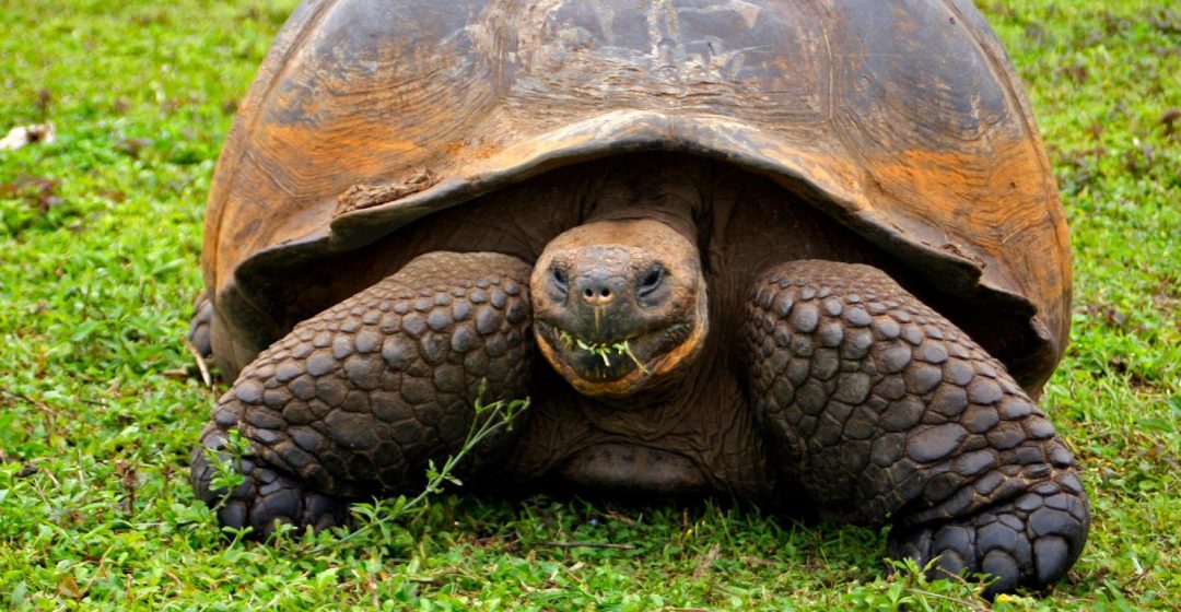 The Galapagos Tortoise in the highlands of Santa Cruz Island, Galapagos, Ecuador