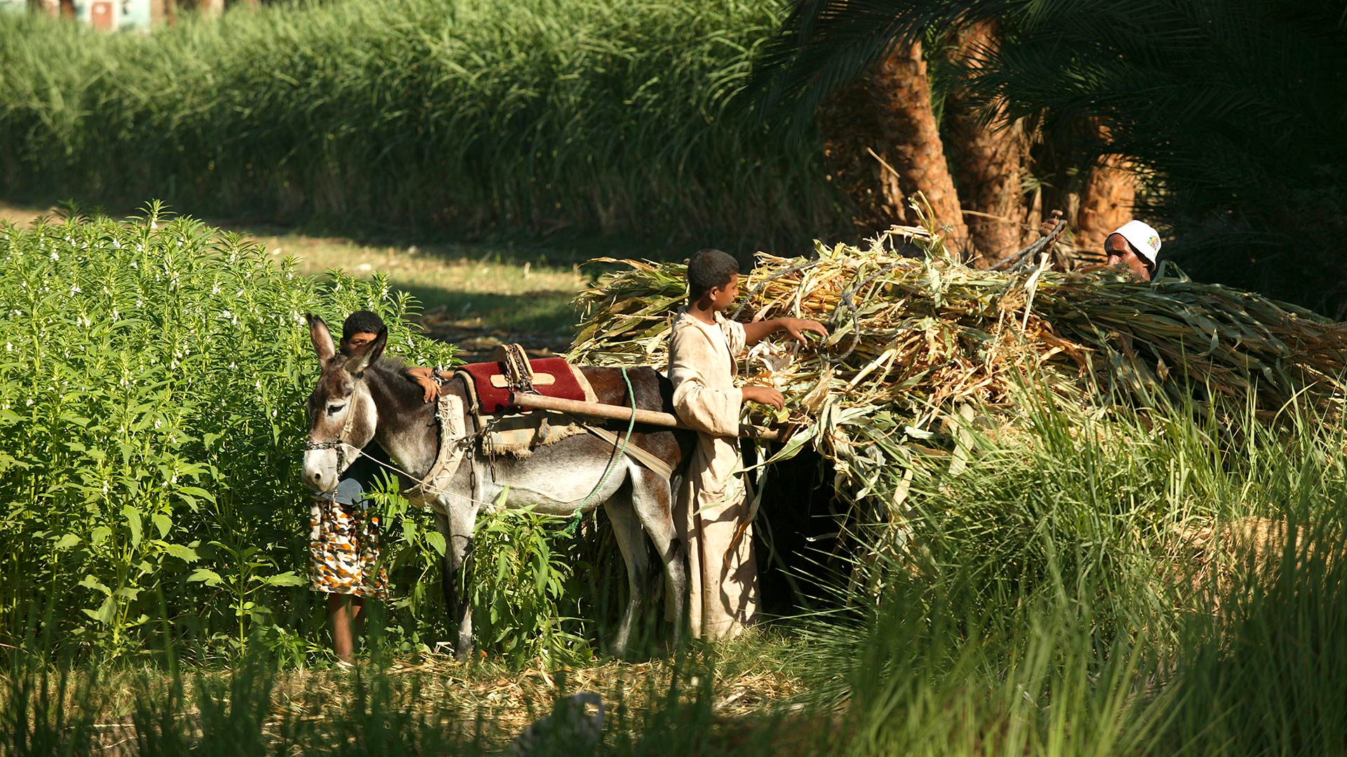 Farmers along the canal of the West Bank near Luxor, Egypt