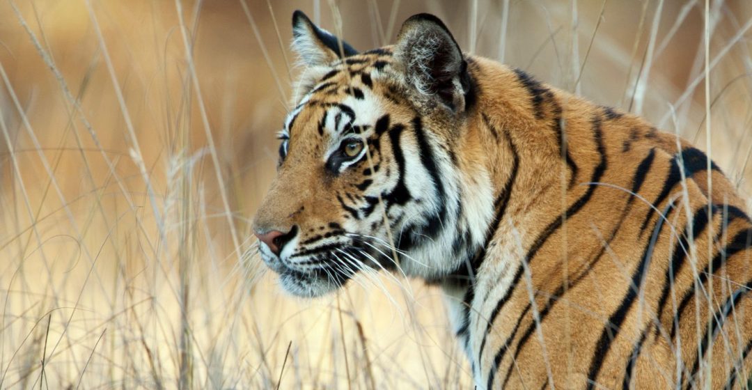 A watchful Bengal Tiger in long grass, Bandhavgarh National Park, India