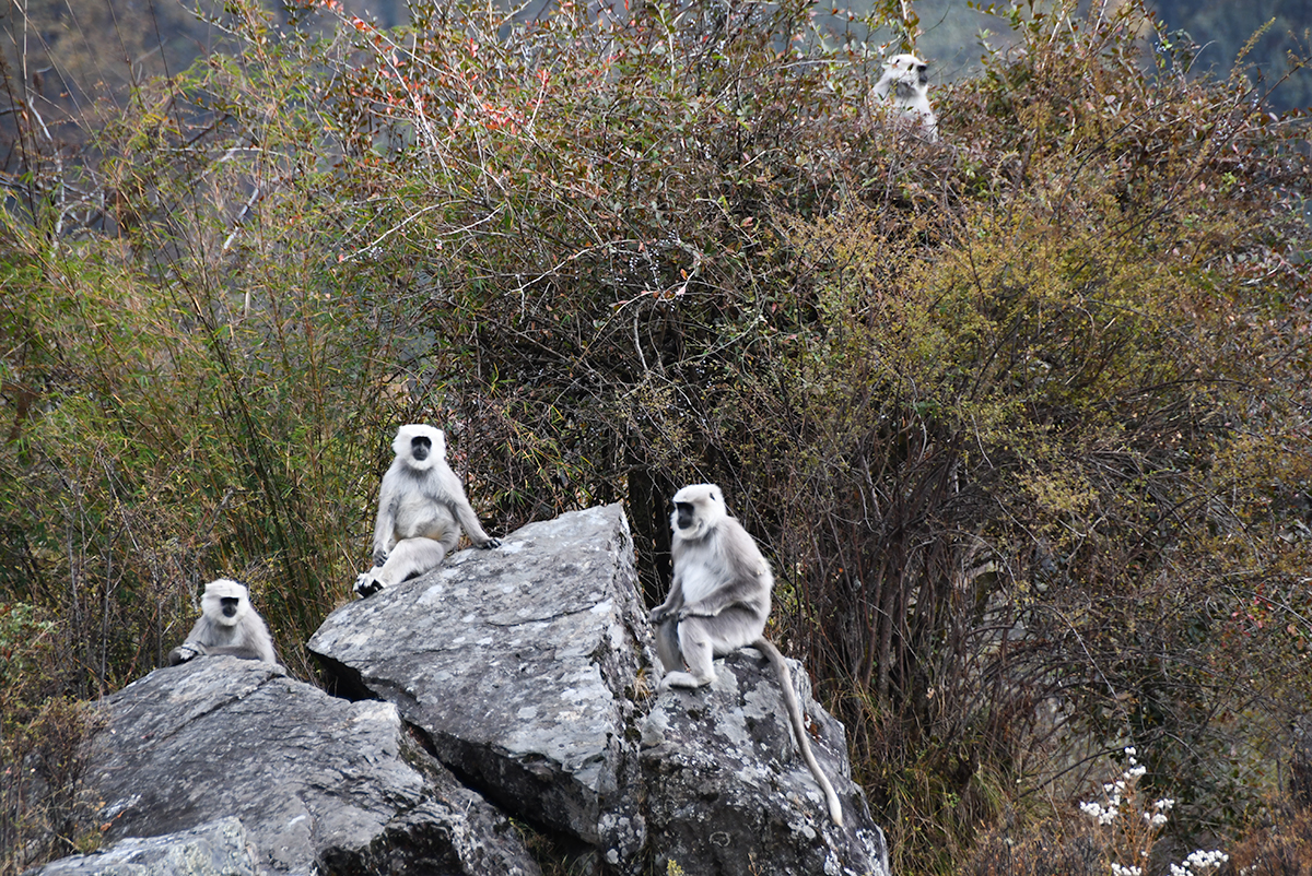 Langur monkeys along the hiking trail in India