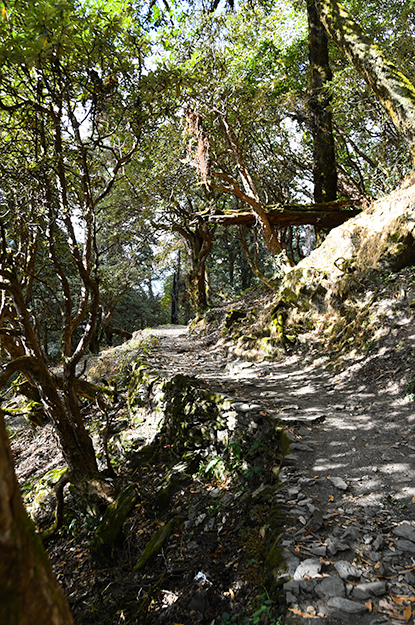 Hiking path through a rhododendron forest in India