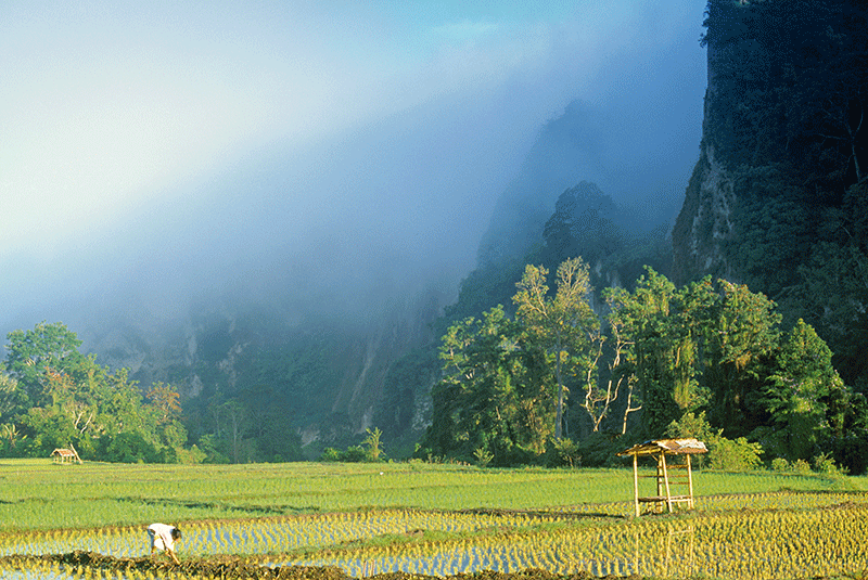 Paddy fields in Sumatra, Indonesia