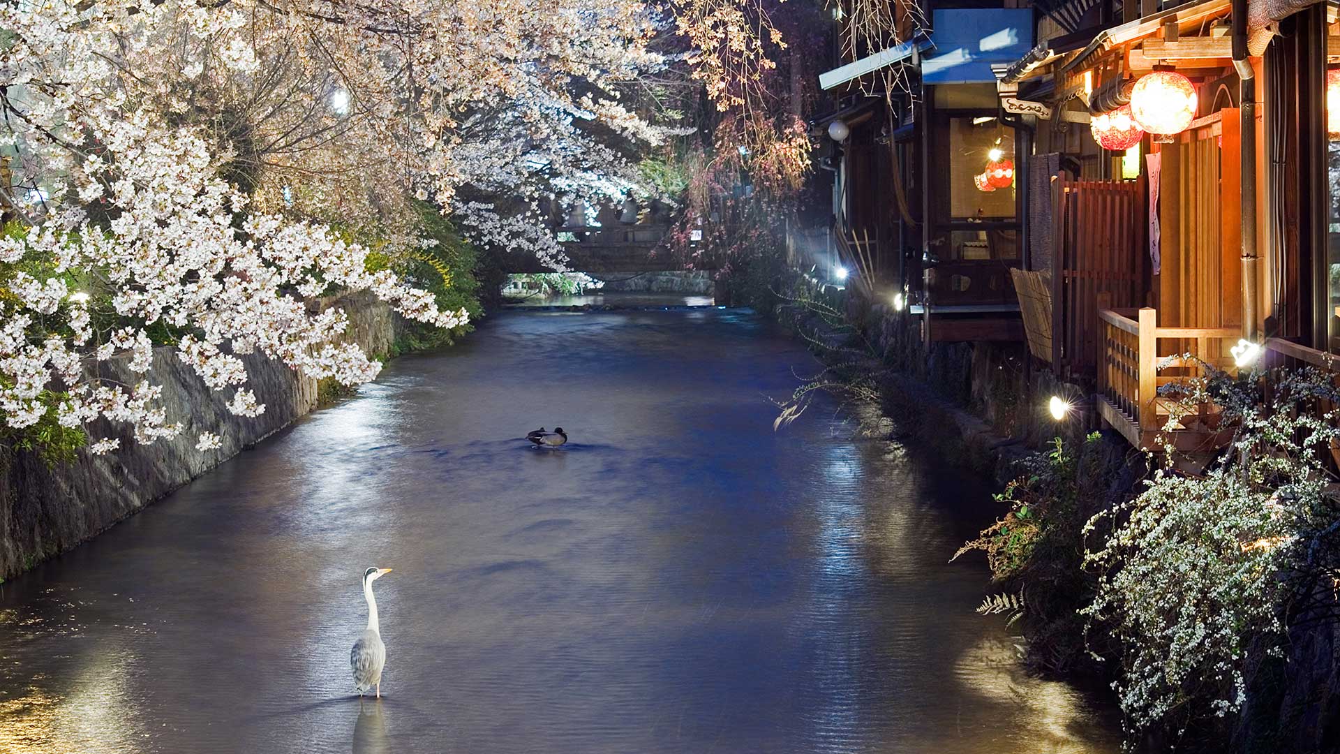 Heron standing in river under spring cherry tree blossom