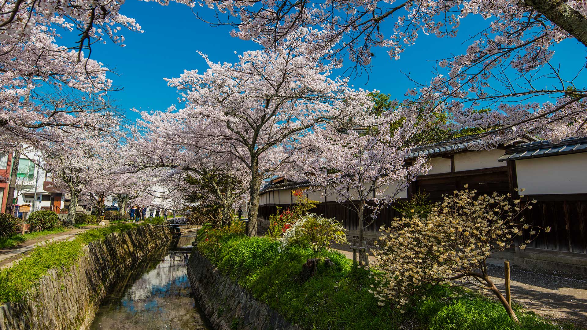 Blooming cherry trees in springtime along the Tetsugaku-no-Michi