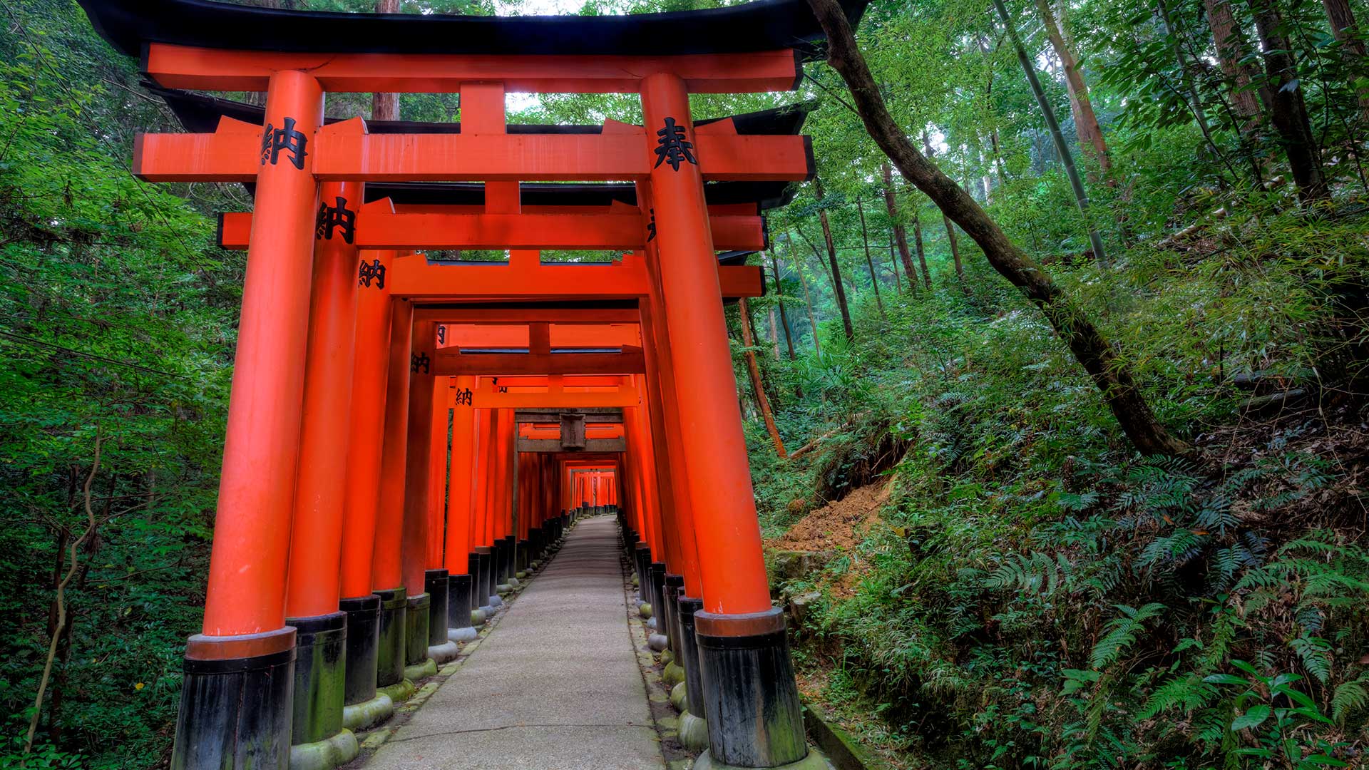 Torii Gates in the Fushimi-Inari-Taisha Shinto Shrine