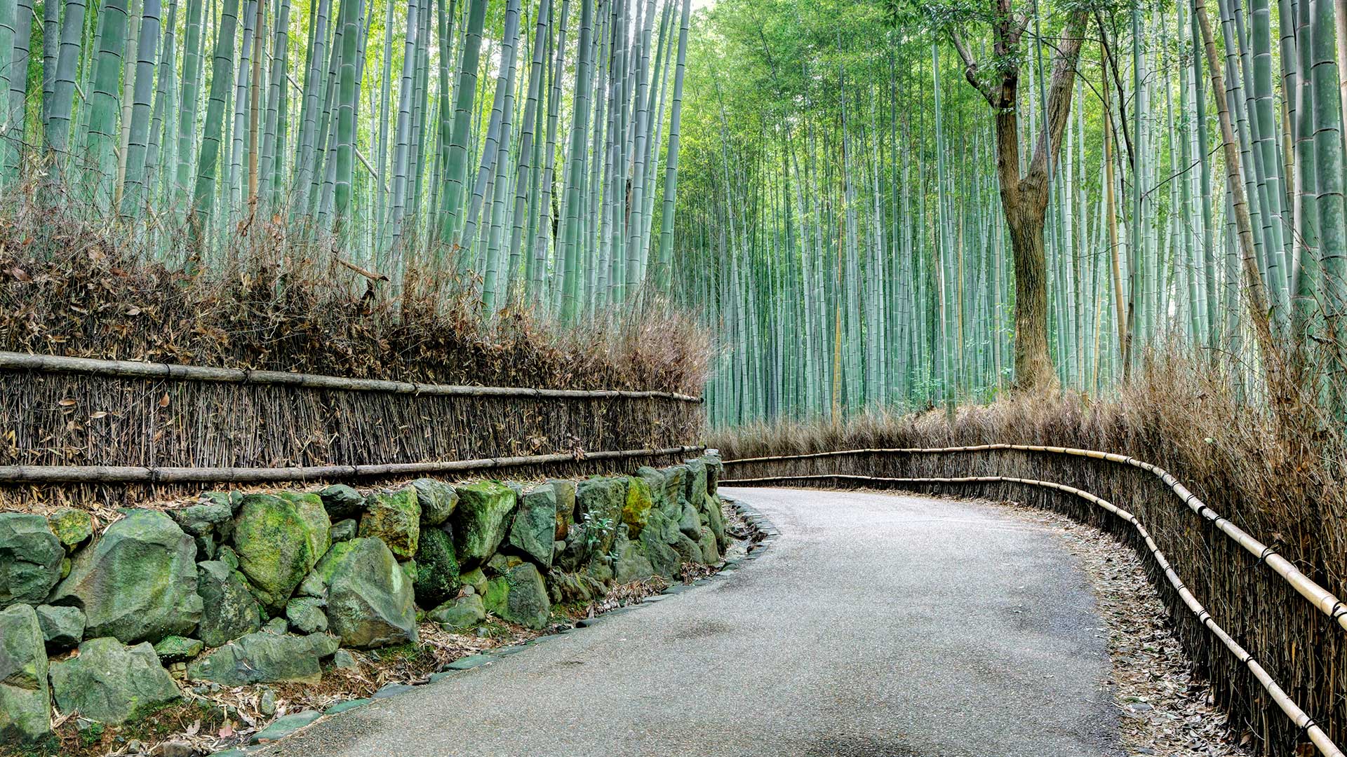 Road through the Arashiyama Bamboo Grove, Kyoto, Japan