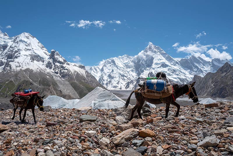 Two mules carrying supplies on the K2 Trek, Pakistan