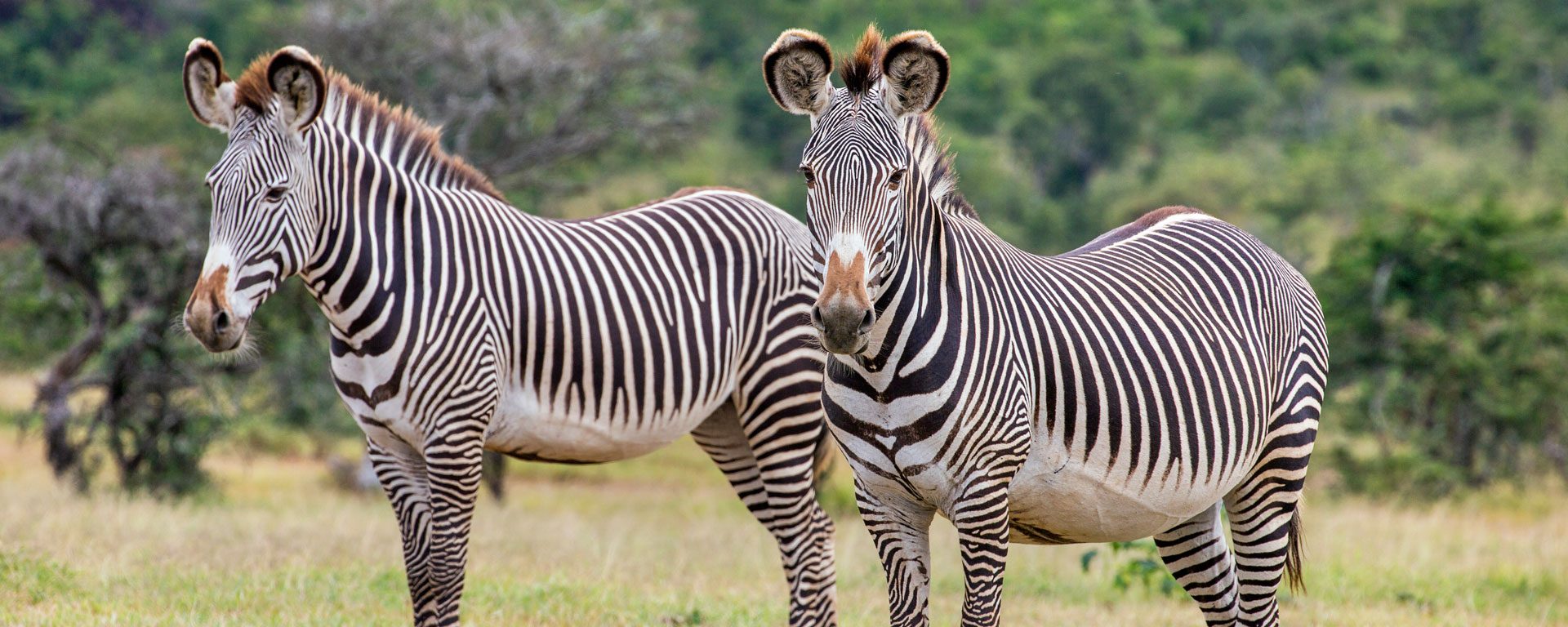 Grevy's zebras in Laikipia, Kenya