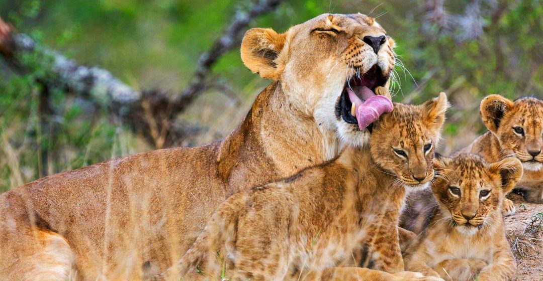 A lioness licks one of her three cubs in Laikipia, Kenya