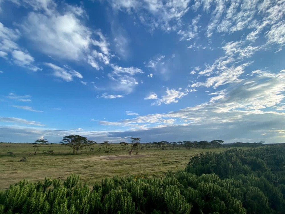 Lush savannah in the Masai Mara, Kenya