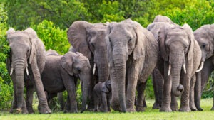 Elephant herd in the Maasai Mara, Kenya