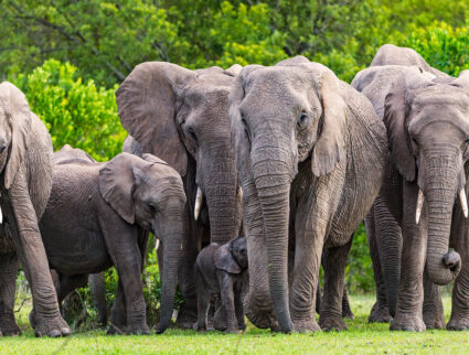 Elephant herd in the Maasai Mara, Kenya