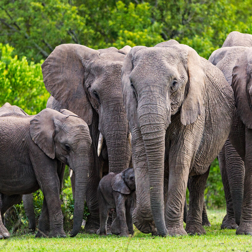 Elephant herd in the Maasai Mara, Kenya