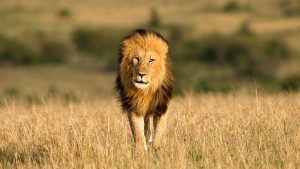 A male lion walking through the grass in the Masai Mara, Kenya