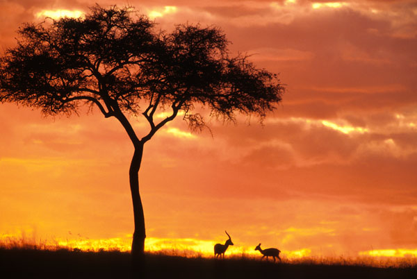 Gazelle grazing under Acacia tree at sunset at Maasai Mara on safari in Kenya.