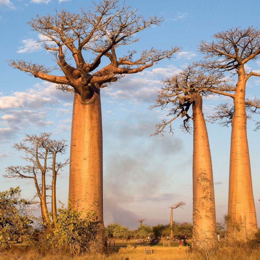 Avenue of the Baobabs at sunset, Madagascar