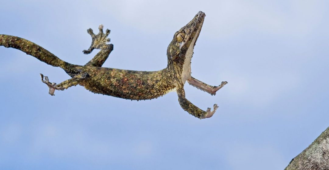 Henkel's leaf-tailed gecko in mid leap, Madagascar