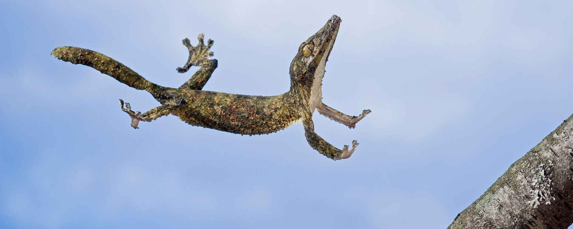 Henkel's leaf-tailed gecko in mid leap, Madagascar