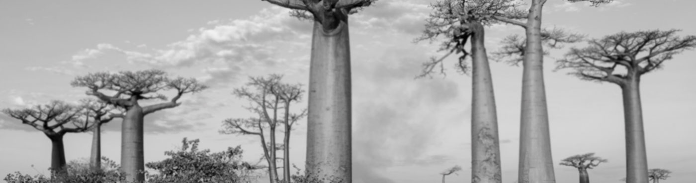 Madagascar, Morondava, Les AllAe des Baobabs at sundown