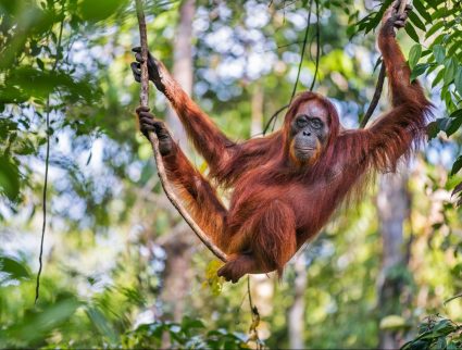 A female Bornean orangutan hanging from a tree, Kalimantan, Borneo with GeoEx