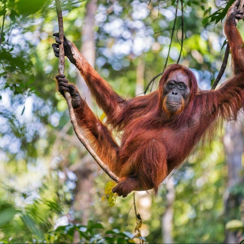 A female Bornean orangutan hanging from a tree, Kalimantan, Borneo with GeoEx