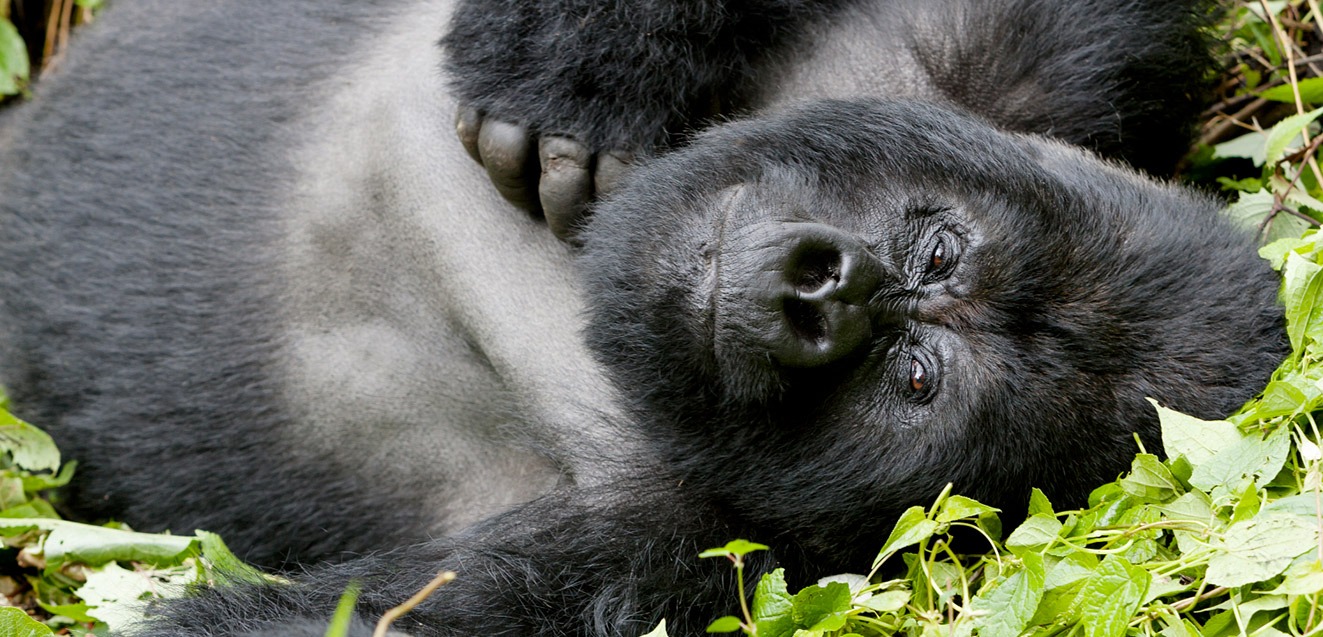 Silverback gorilla laying down in Volcanoes National Park, Rwanda