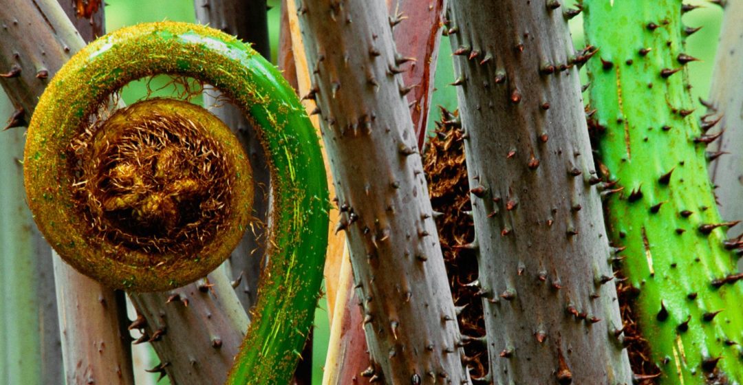 Fern uncurling in the Danum Valley, Borneo, Malaysia