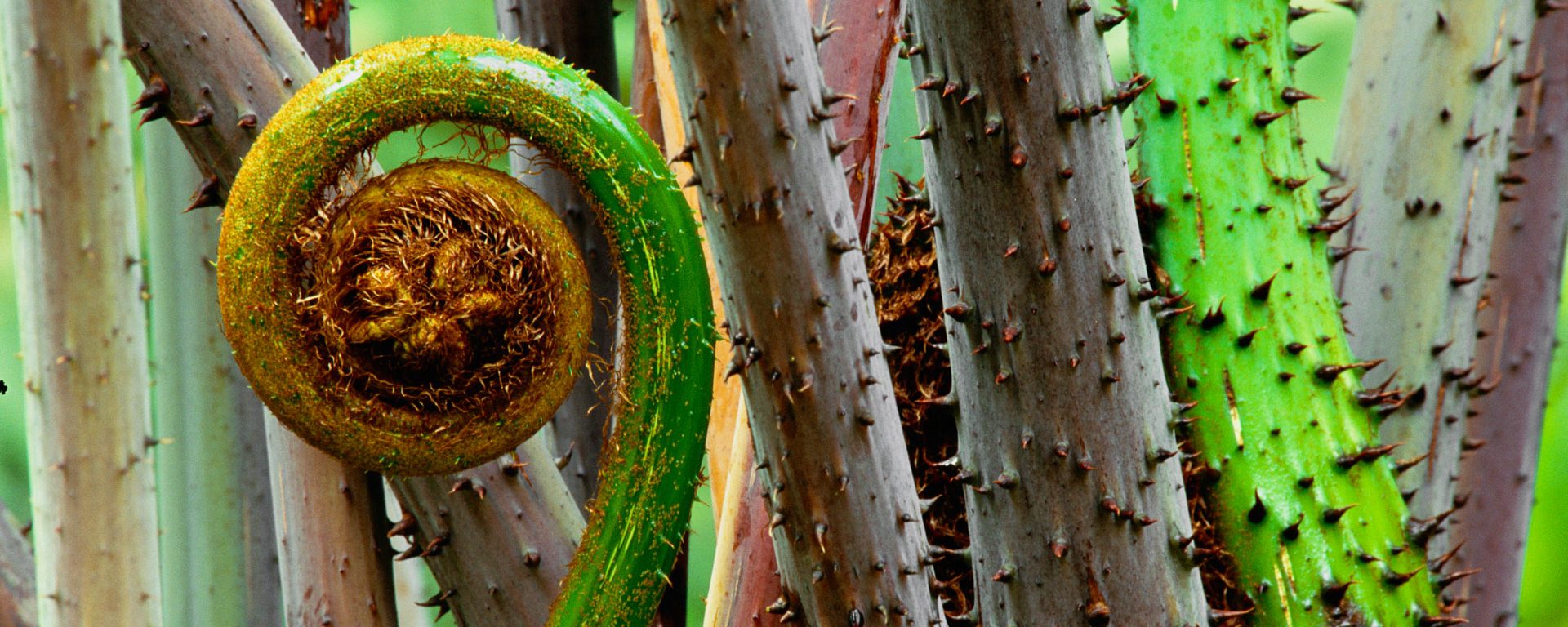 Fern uncurling in the Danum Valley, Borneo, Malaysia