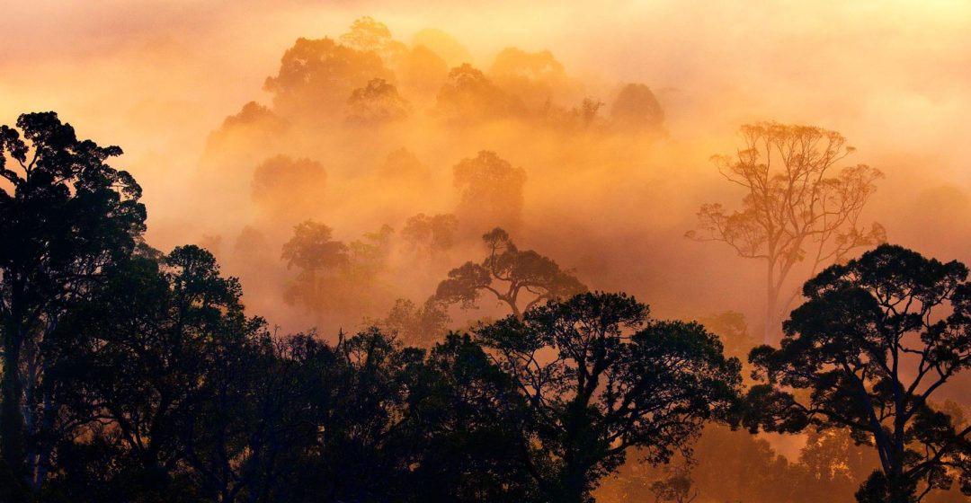 Rain forest at dawn in the Danum Valley, Borneo, Malaysia