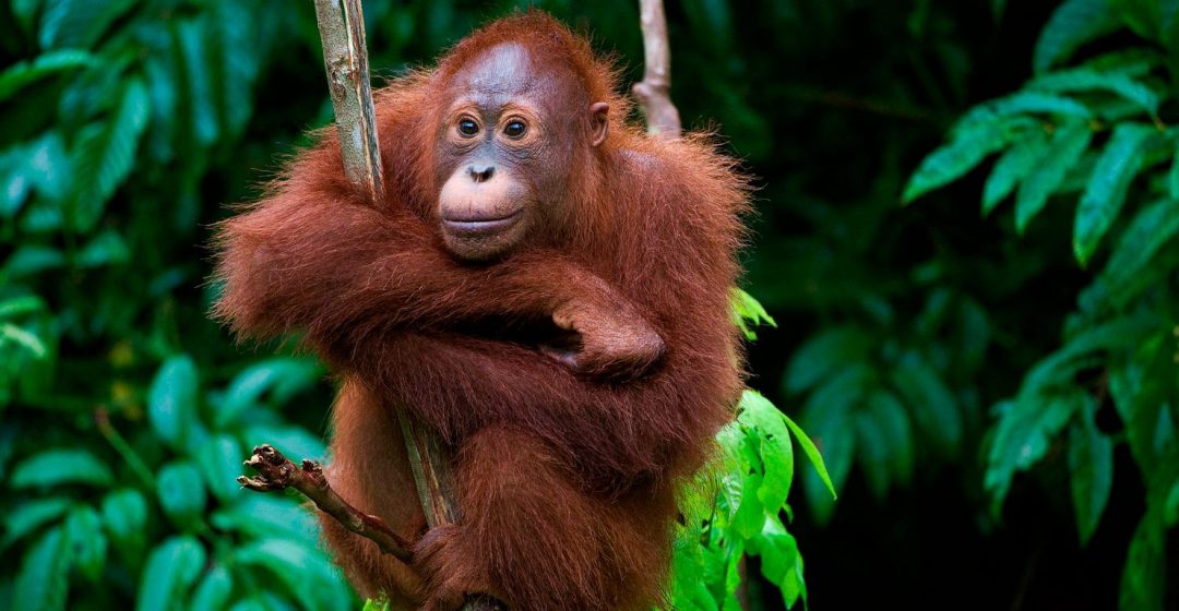 Young orangutan in tree, Borneo, Malaysia