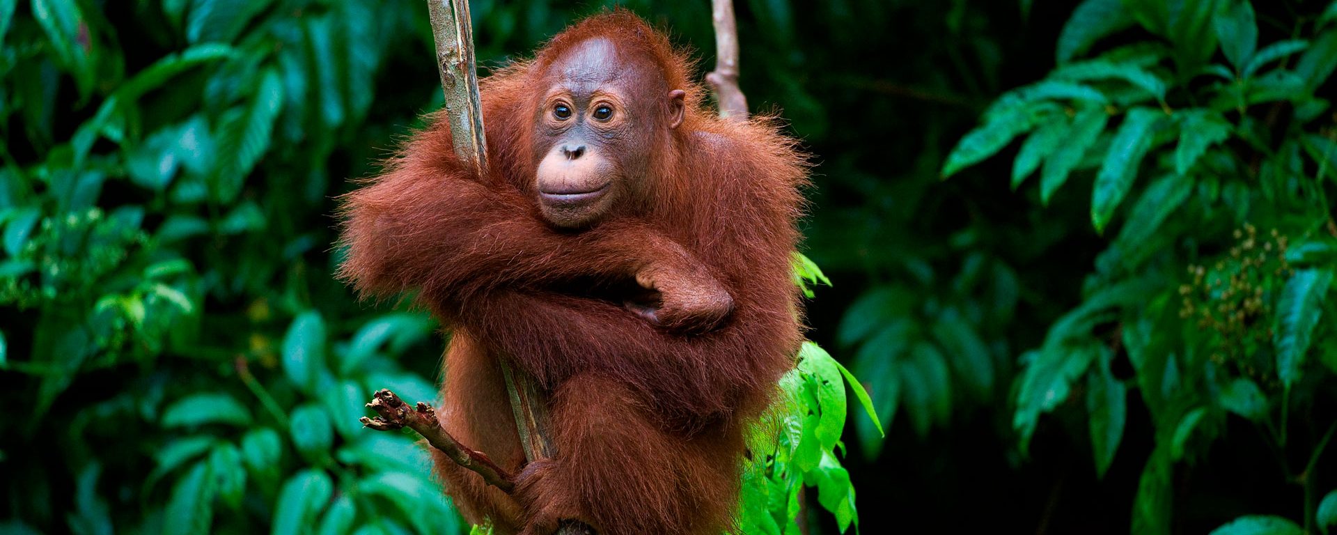 Young orangutan in tree, Borneo, Malaysia