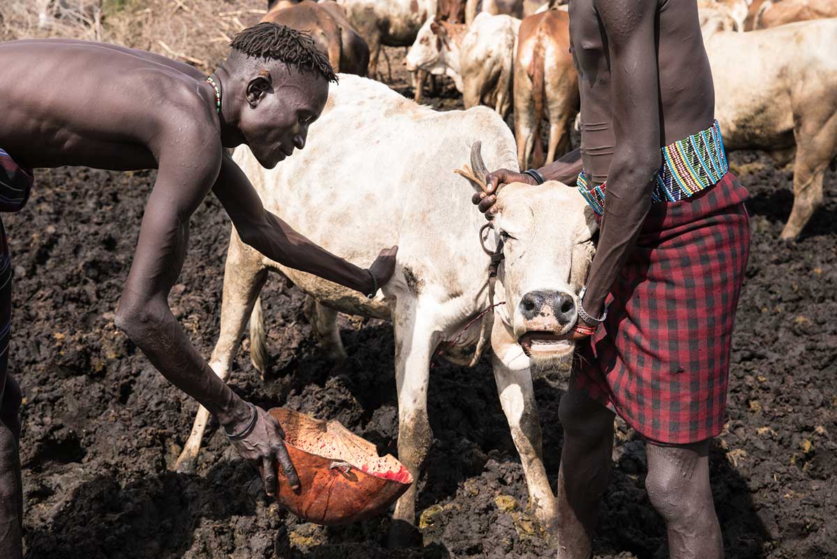 Blood-letting ceremony with the Nyangatom.